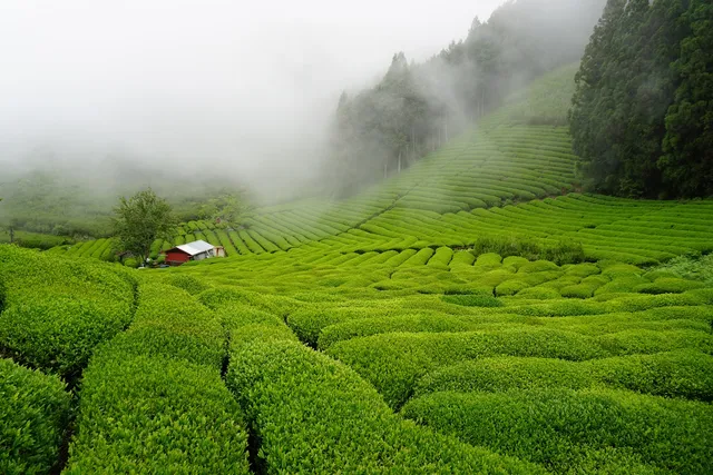 本山製茶株式会社