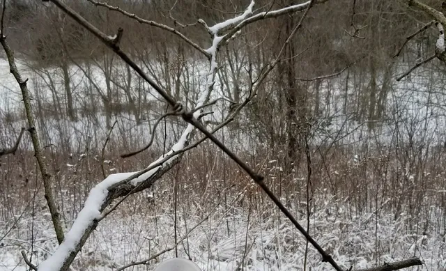 Miller Welch-Central Kentucky WMA