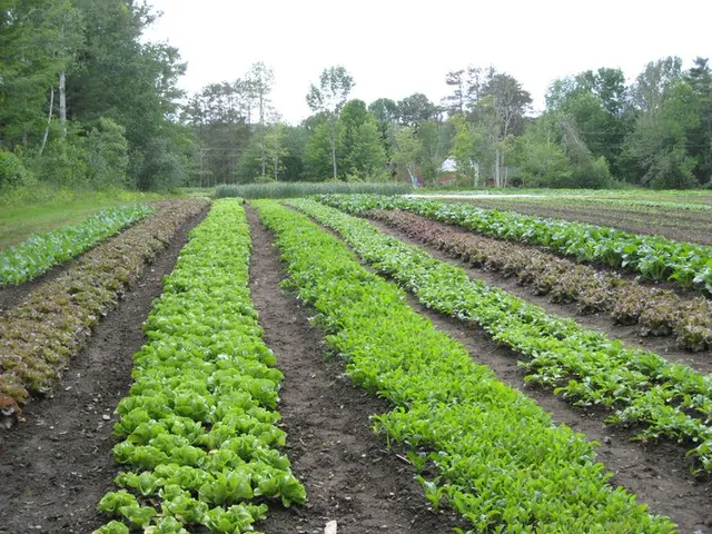 Tracie's Community Farm, LLC