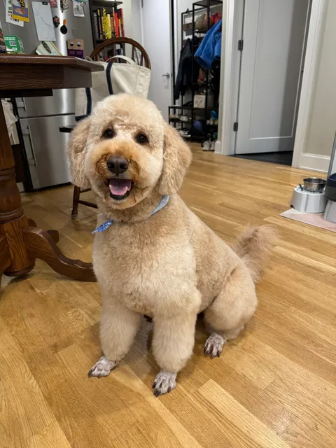 Kiki's Pet Spa & Boutique