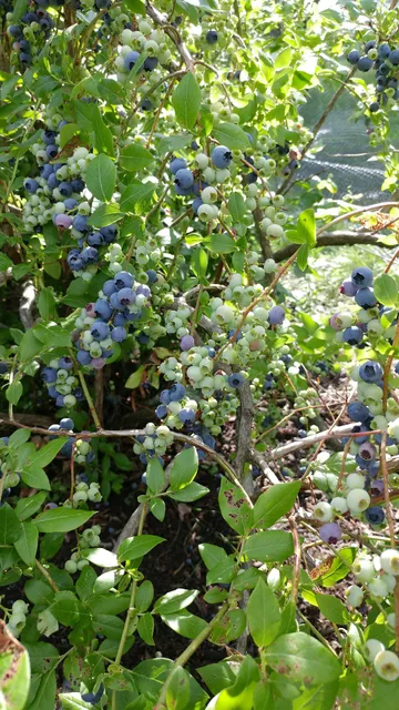 Stony Grove apples and blueberries U-Pick