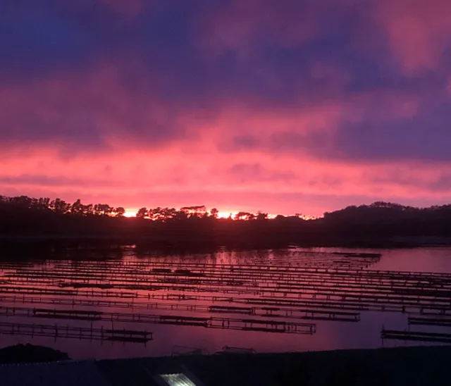 Bruny Island Oysters Tasmania