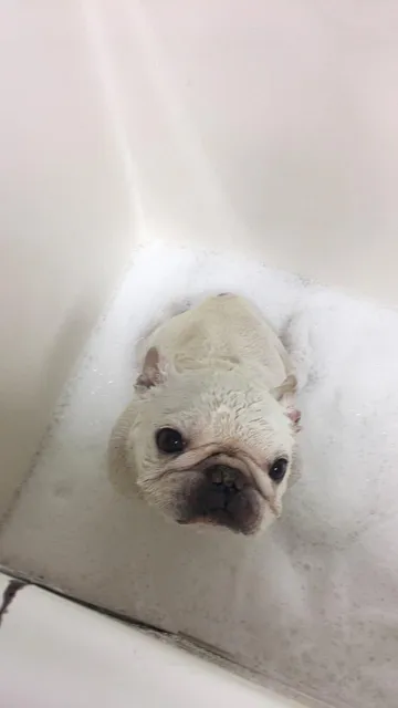 Pet Lodge and Day Spa