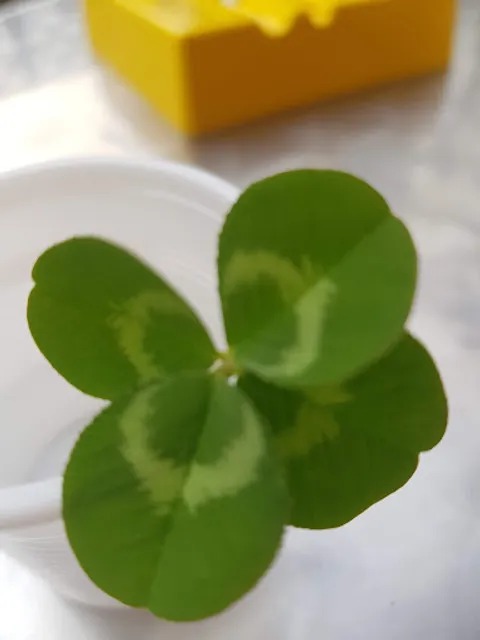 Bar Aliperti Sas Di Aliperti Giuseppe & Figli