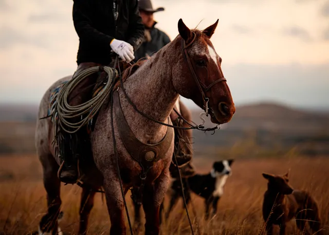 Mammoth Creative Co.