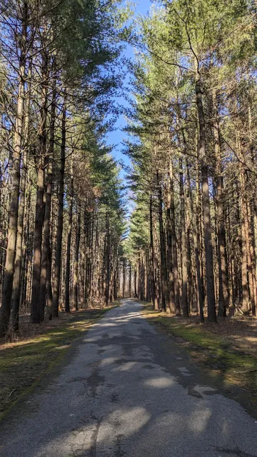 Tall Pines Area Parking Lot