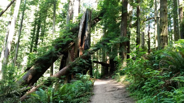 Redwood Park