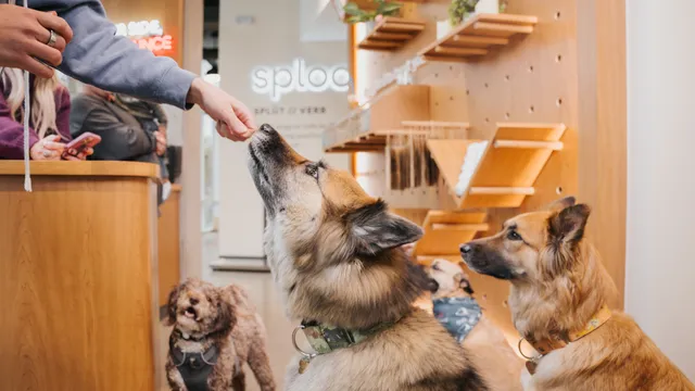 Sploot Veterinary Care - Highlands