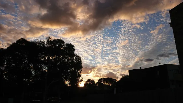 Green N Wood Espresso