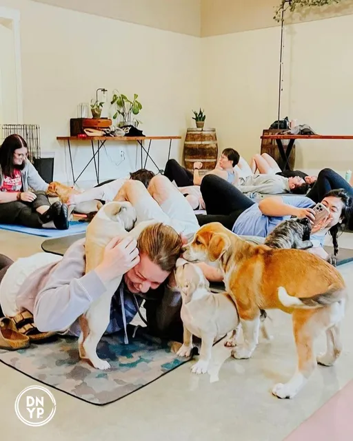 Doggy Noses & Yoga Poses