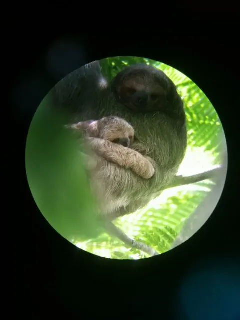 Sloth Protection Campaign