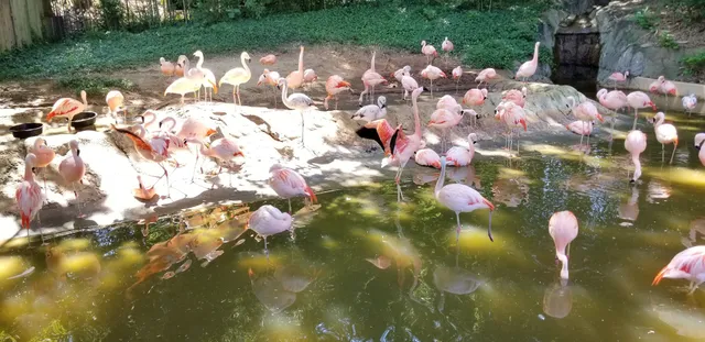 Summer Shade Festival