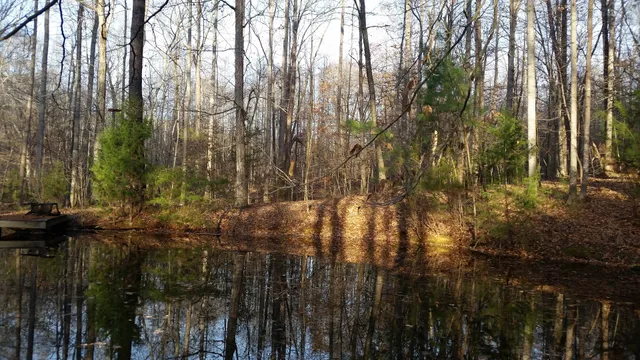 Bourbon, Dogs and Art