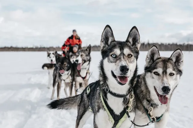 Arctic Husky Farm