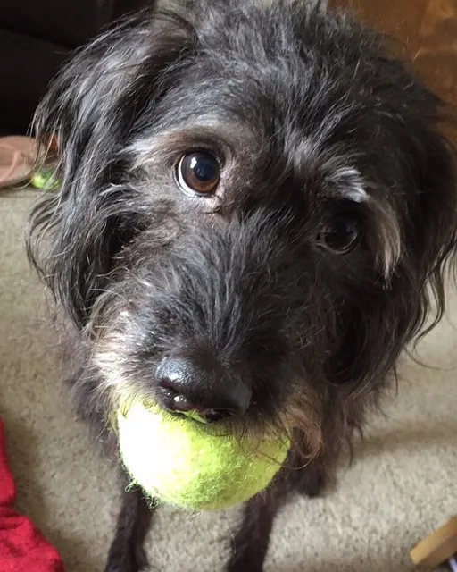 Cheney Animal Clinic