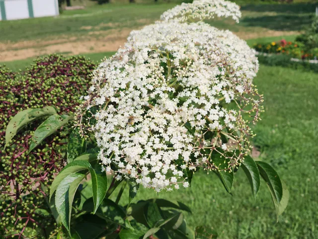 Reisner Bees & Berries