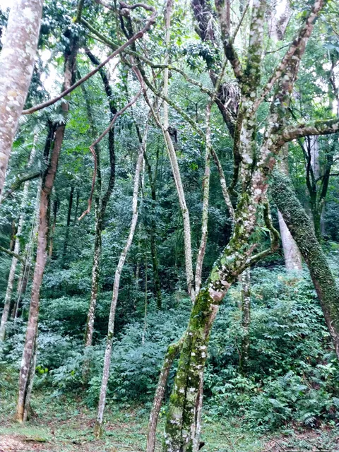 Dam Park Dr Jovino Silveira