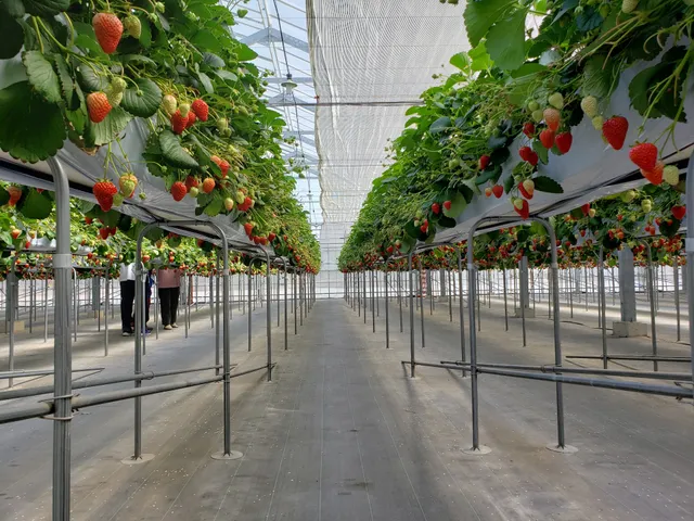 Fujimi Strawberry Field