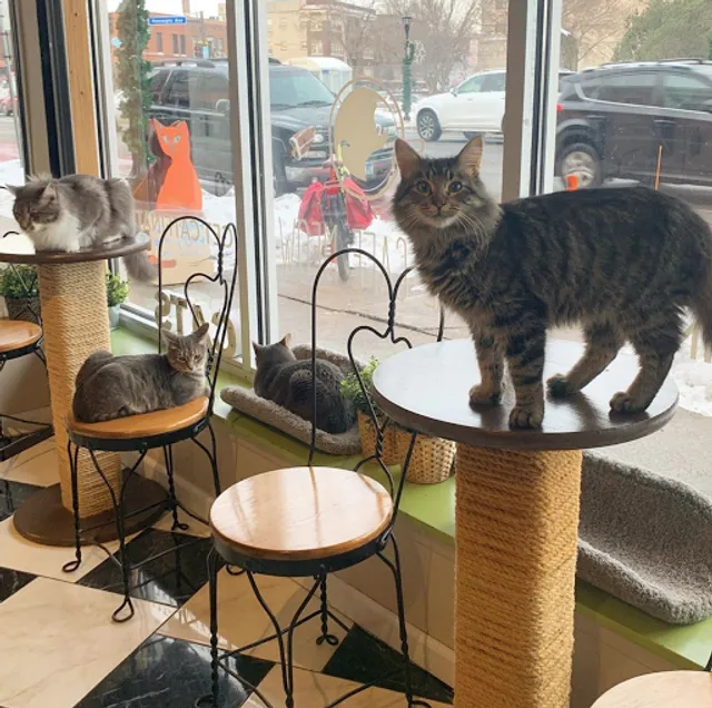The Cafe Meow