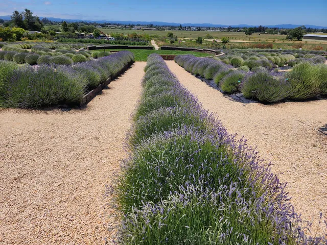 Lavender Labyrinth and Flower Gardens