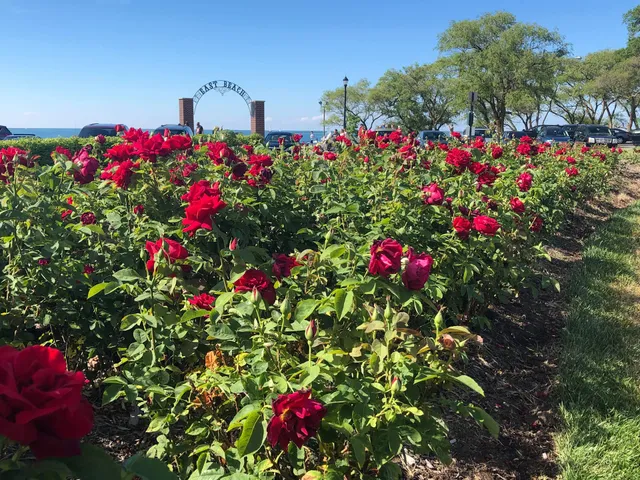 Lakeview Rose Garden