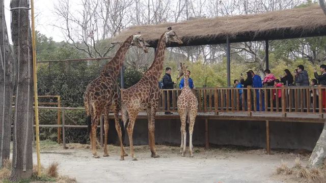 Shanghai Zoo Parking Lot