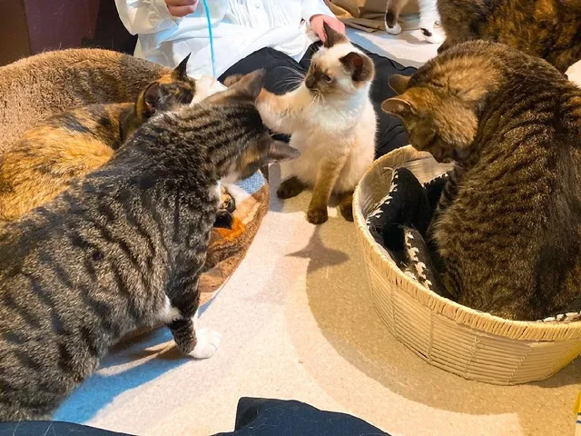 neko花フェ てのん