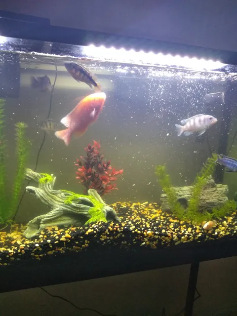 Pet Supplies Plus Delhi