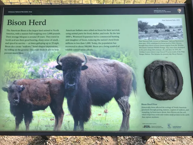 Bison Pasture Viewpoint