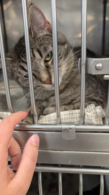 Almost Home Humane Society