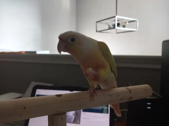 Westgate Pet & Bird Hospital