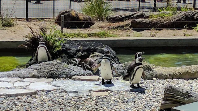 Penguin Island