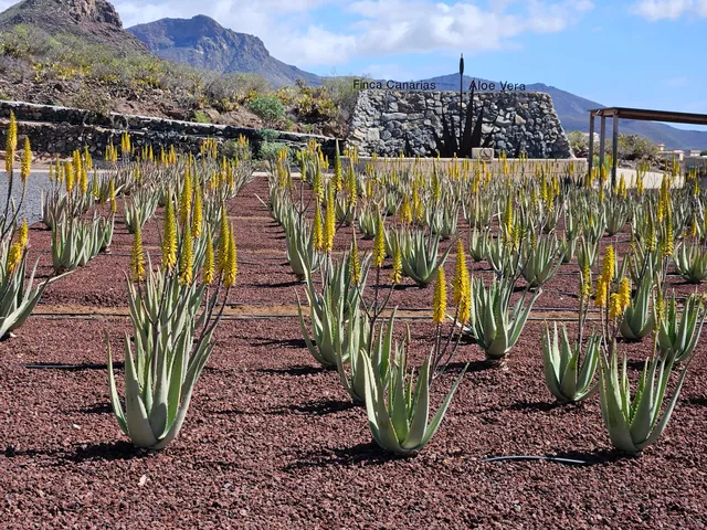 Finca Canarias Aloe Vera Arona