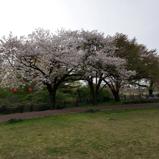 Cherry-blossom viewing square