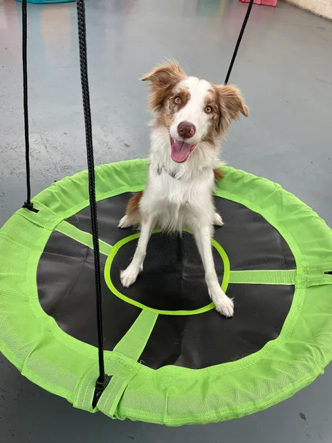 Mansfield Canine Centre