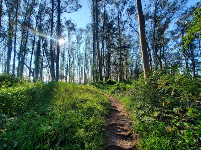 Mount Sutro Open Space Reserve