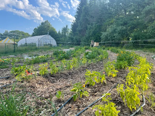Dandelion Forest Farm