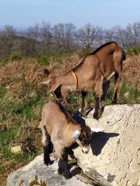 Ferme des p'tis bilounes/ La lodge de l'étoile du berger