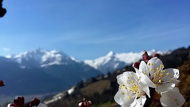 Bio-Bergbauernhof Hubgut