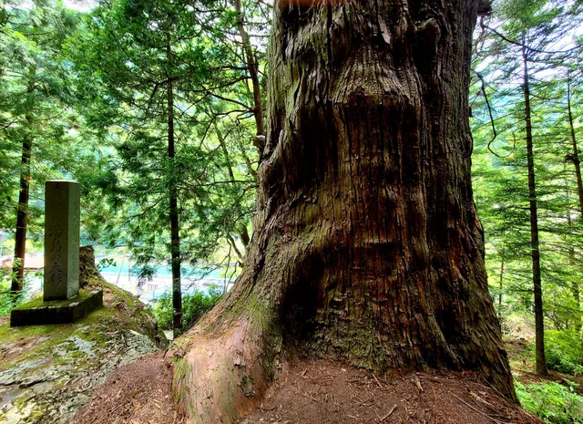 Yushima's Great Cedar Tree