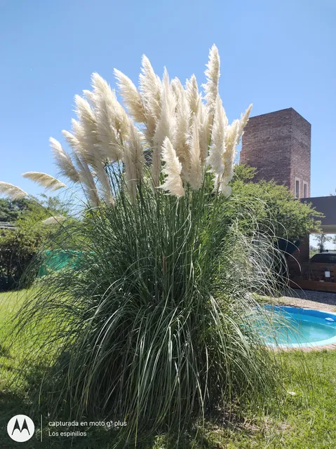 Los Espinillos de San Isidro