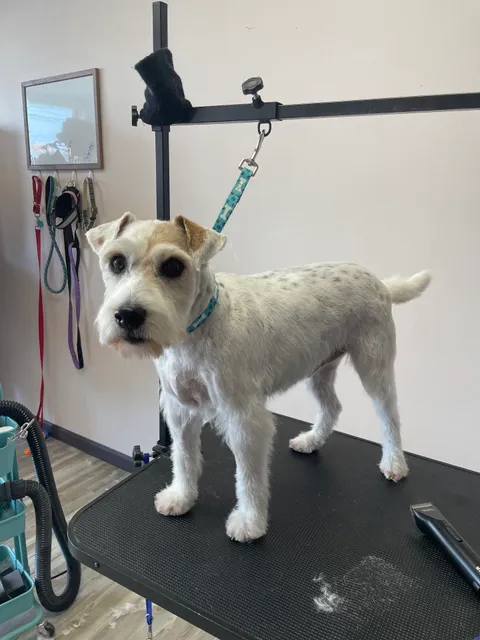 Remi's Retreat Animal Grooming and Salon