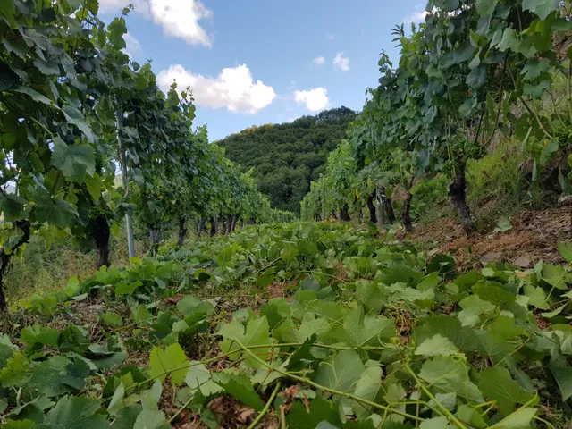 Bodega Martínez Parrondo