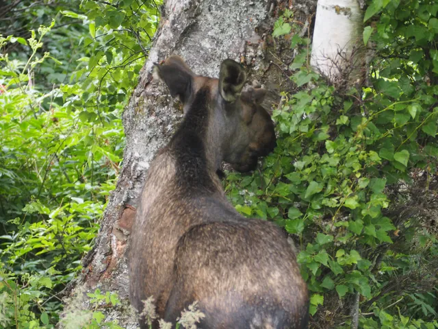 Tony Knowles Coastal Trail