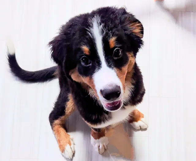 大型犬ふれあいカフェMiliMili