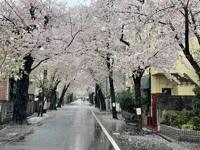 Cherry Blossom Row in Kamikitazawa