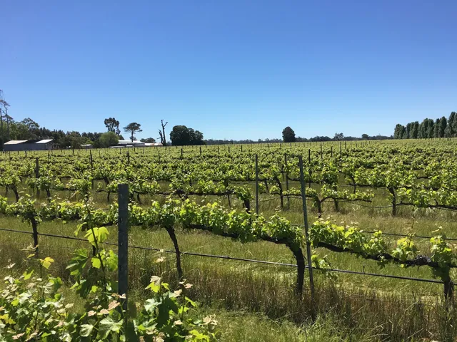 After Hours Wine and Gindong Gin