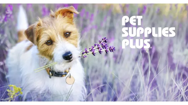 Pet Supplies Plus Homer Glen