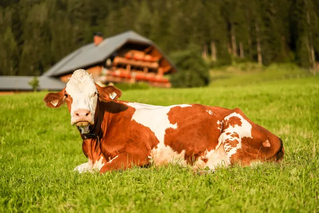 Bio-Bauernhof Oberhinterberg Annaberg