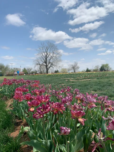 Oklahoma Tulips